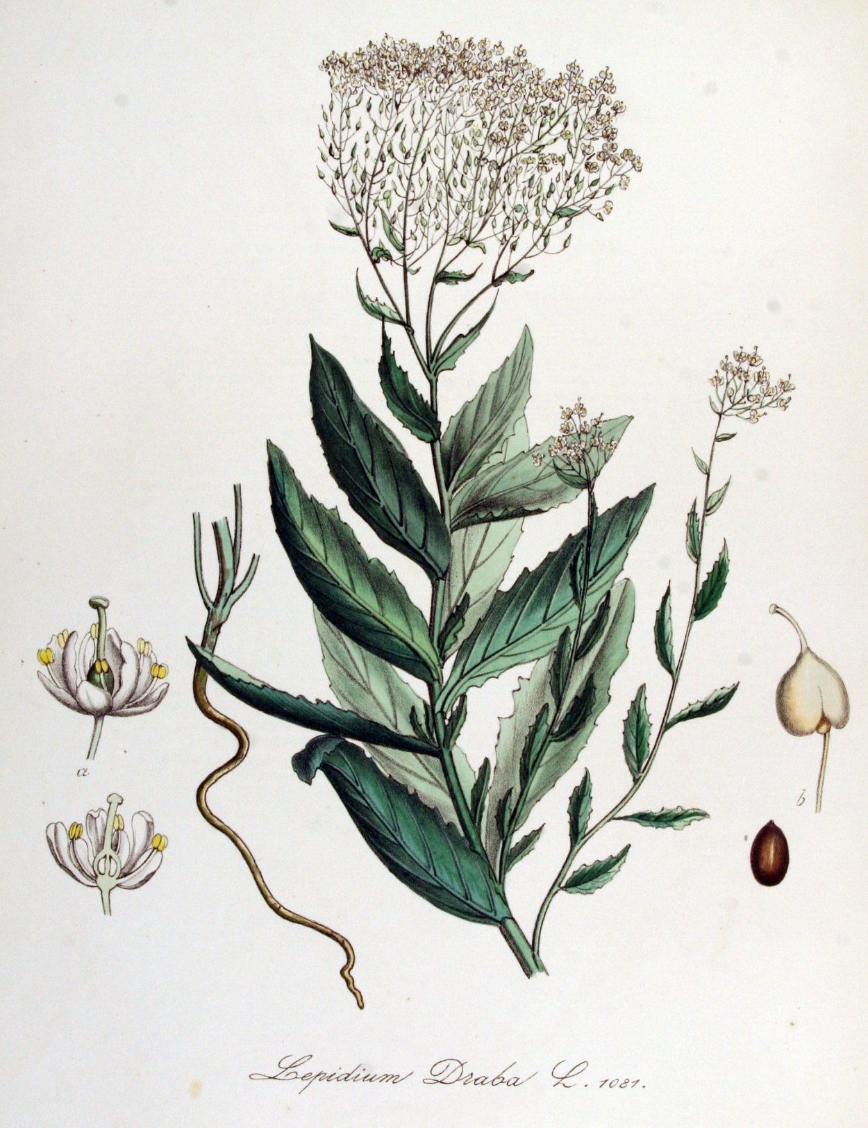 Клоповник широколистный