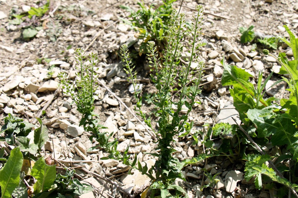 Клоповник полевой