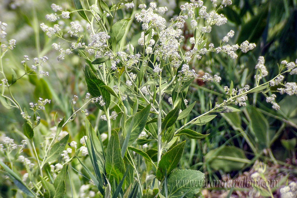 Клоповник широколистный (Lepidium latifolium l.)