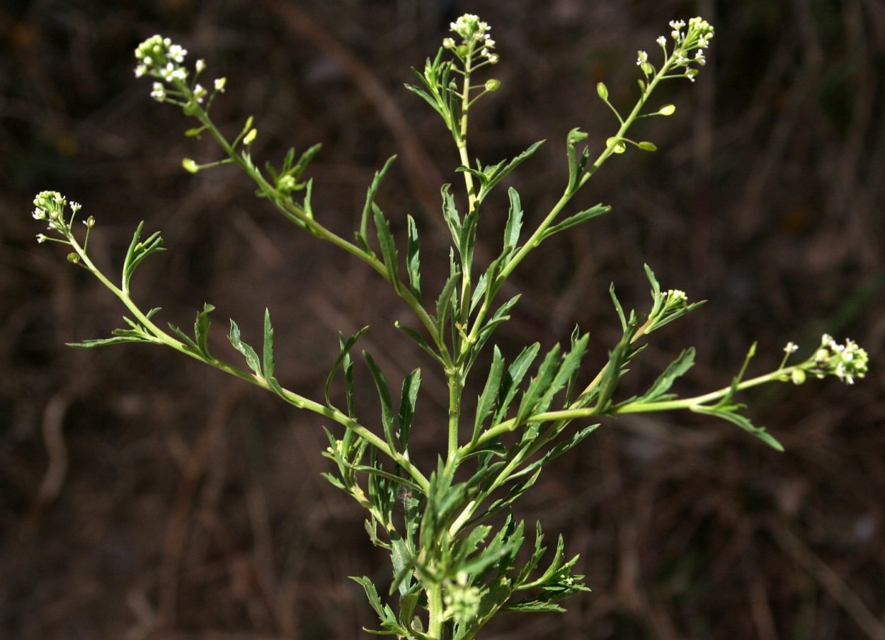Lepidium Campestre клоповник полевой