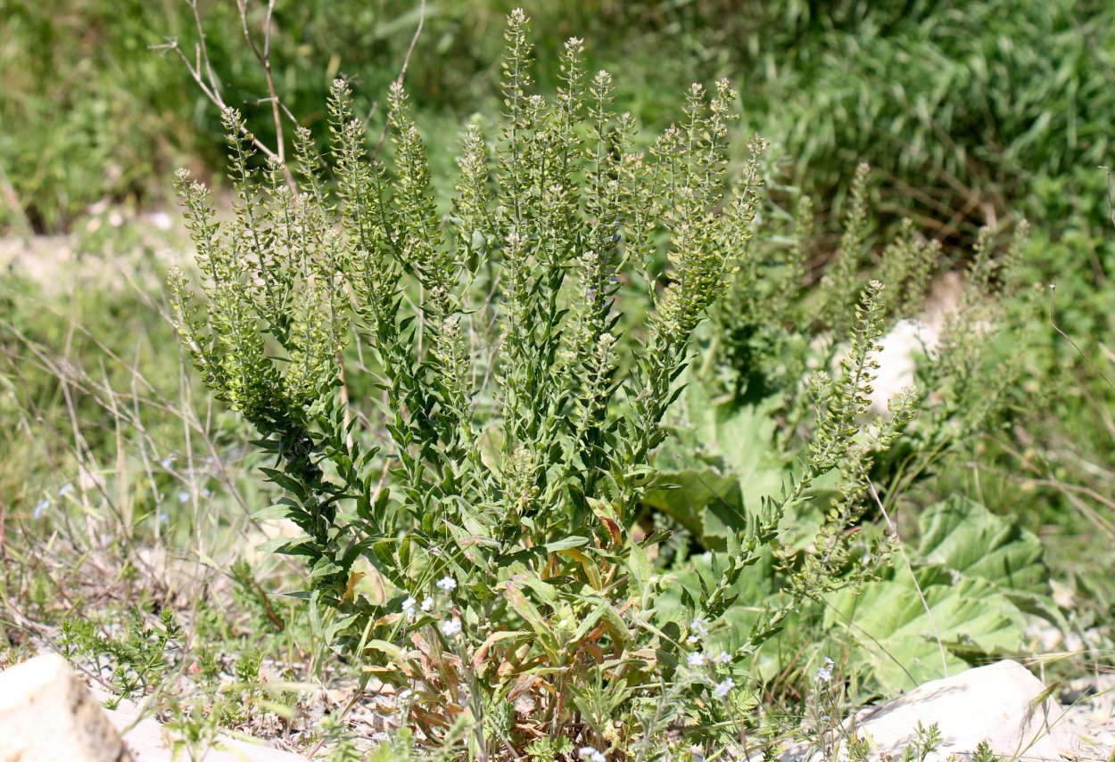 Клоповник Турчанинова