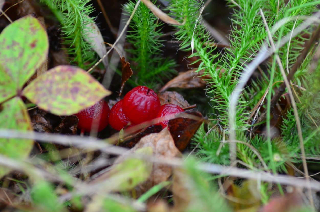 Ягода Красника клоповка