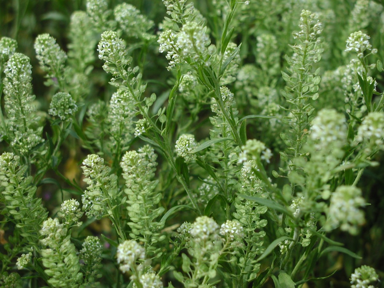 Лепидиум Вирджиния