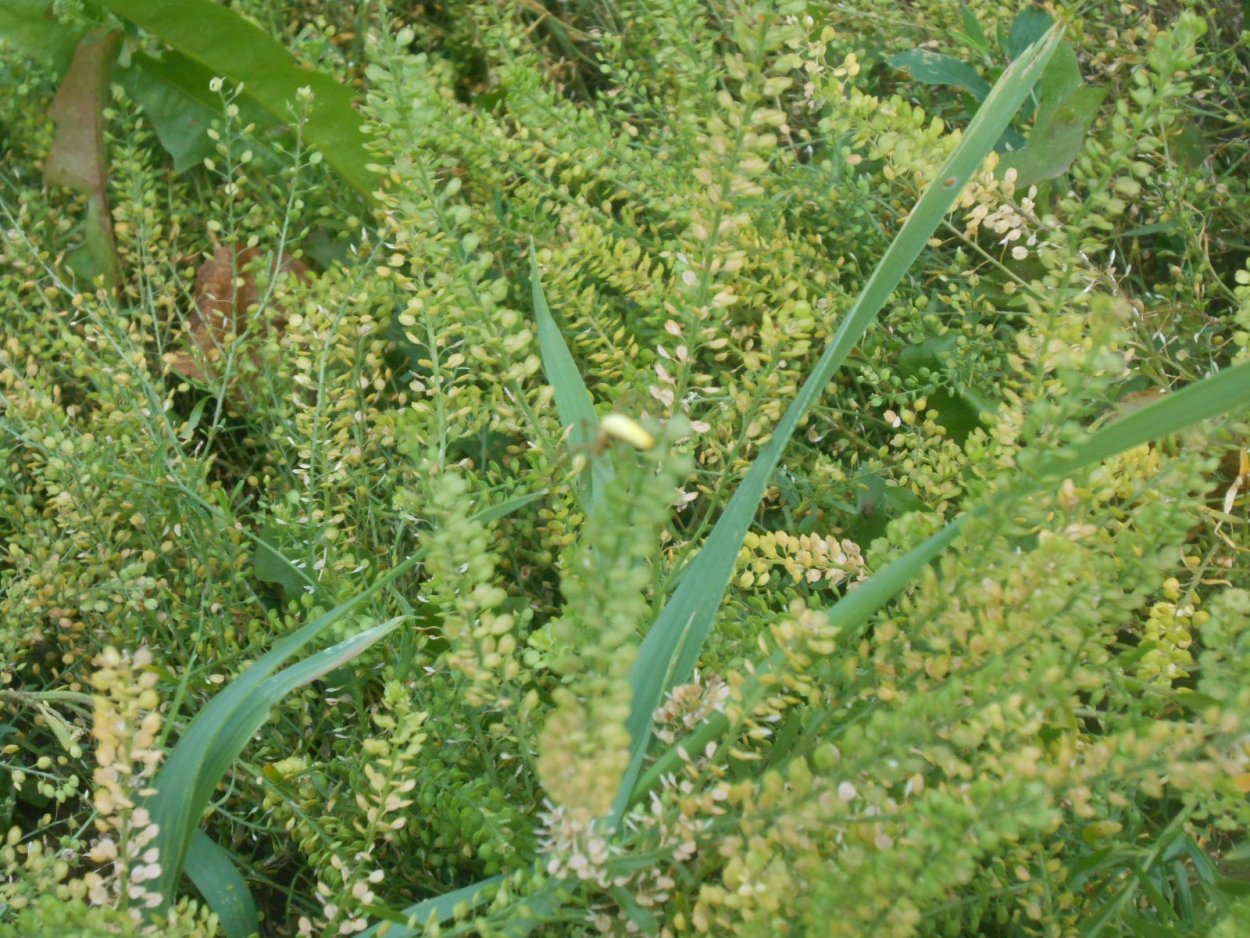 Lepidium sativum