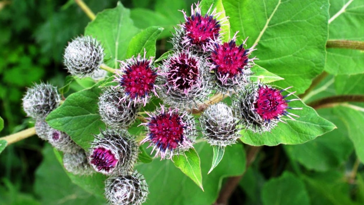 Степной репейник