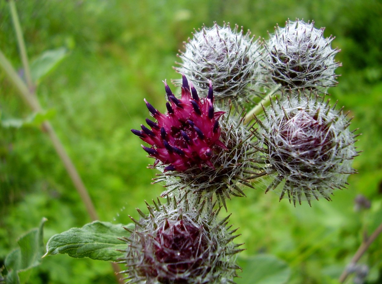 Синеголовник плосколистный Eryngium Planum