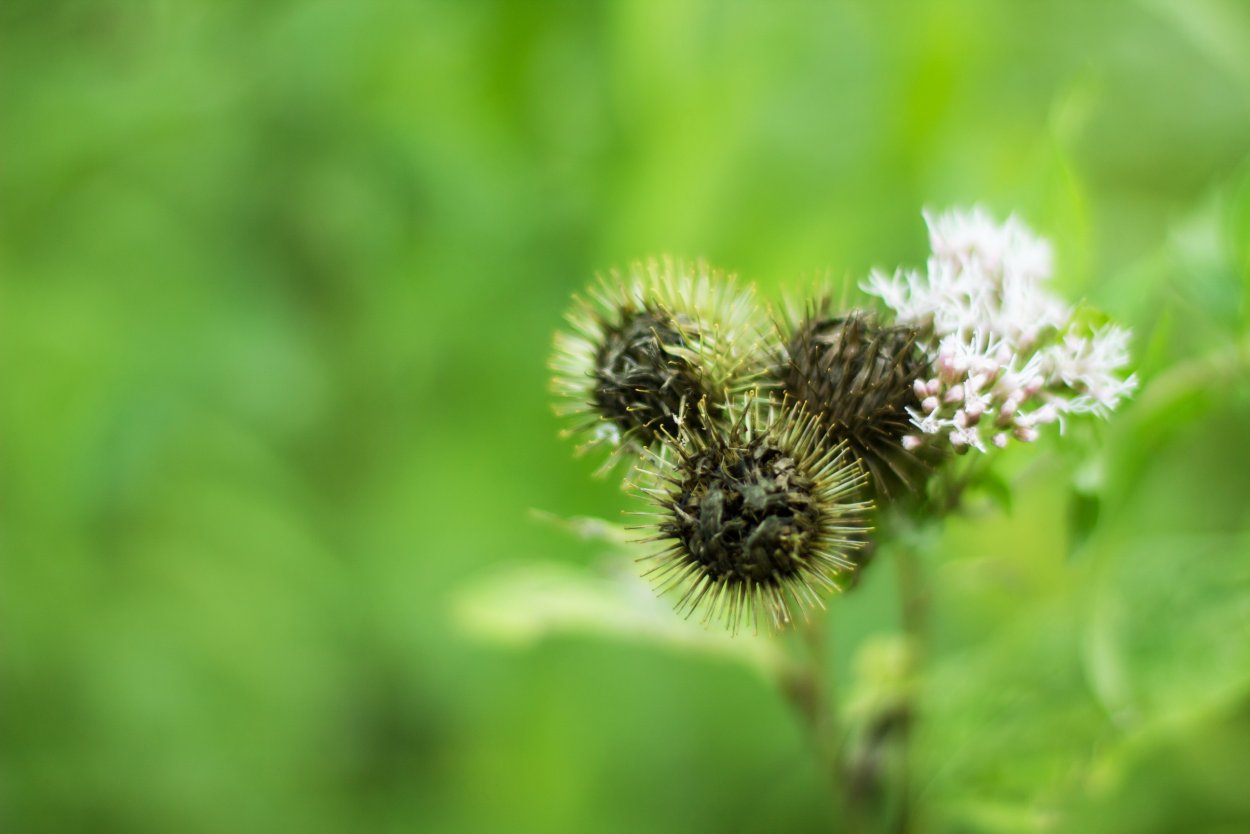 Татарник колючий листья