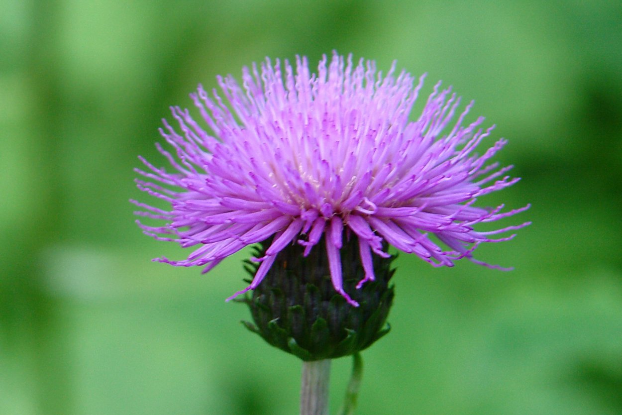 Татарник колючий сорняк