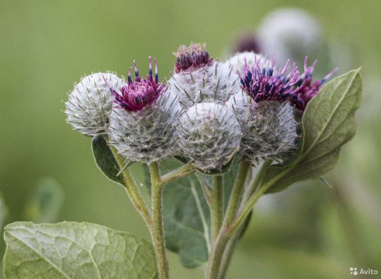 Лопух репейник