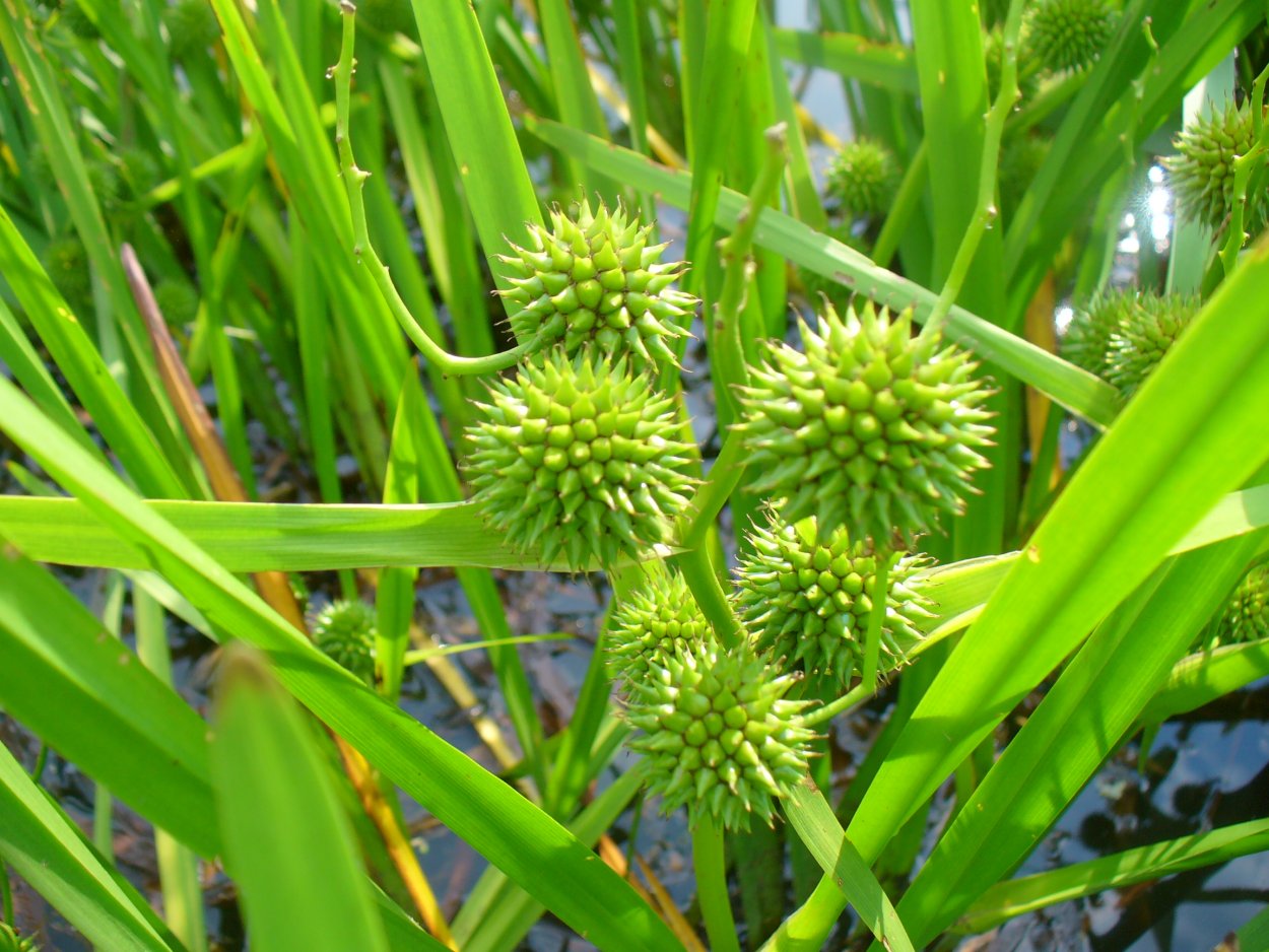 Репейник (Burdock)