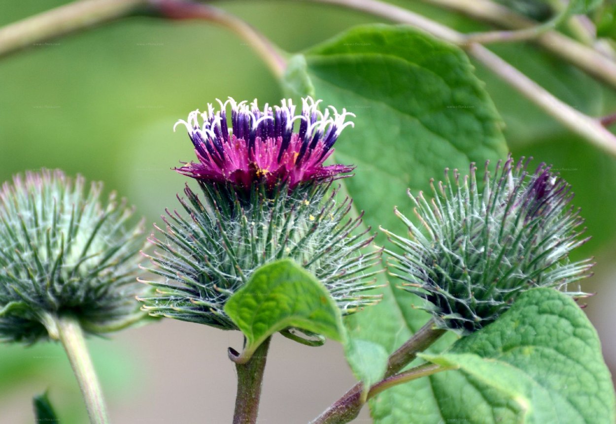 Лопух Дубравный Лесной