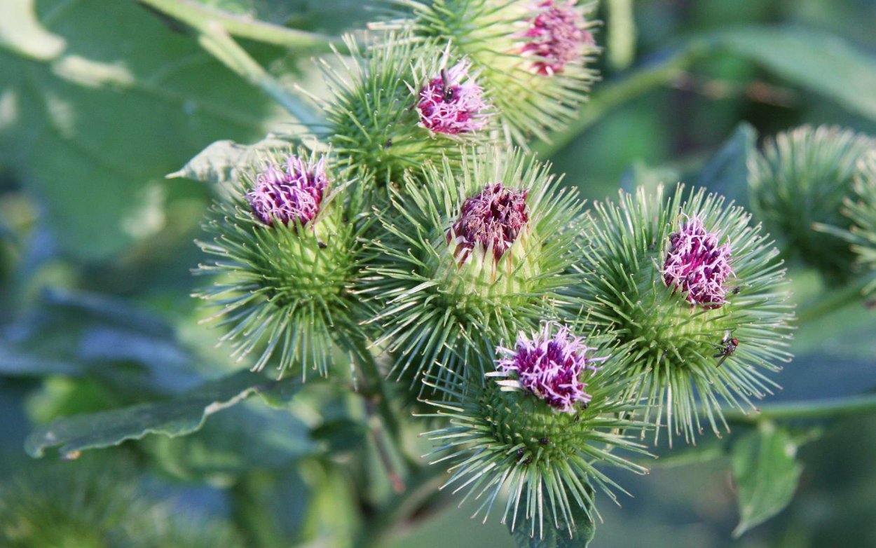 Колючки репейника