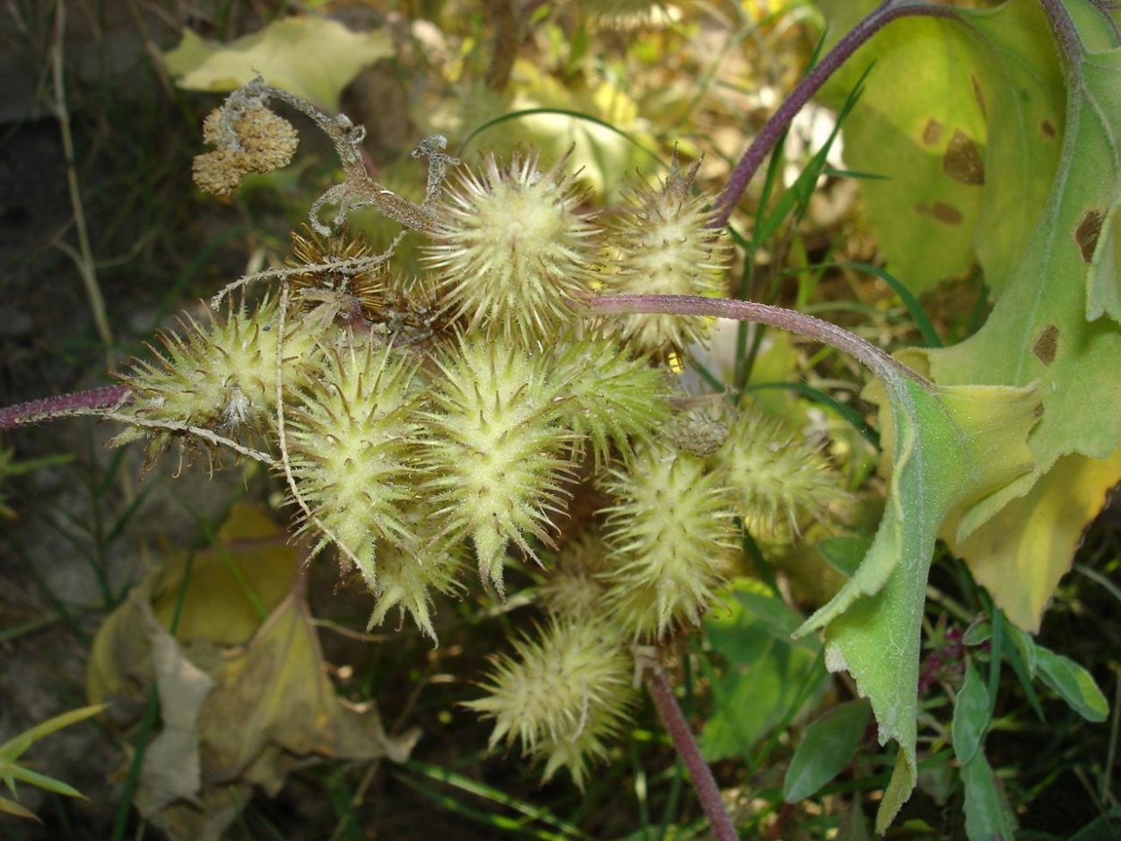 Дурнишник беловатый