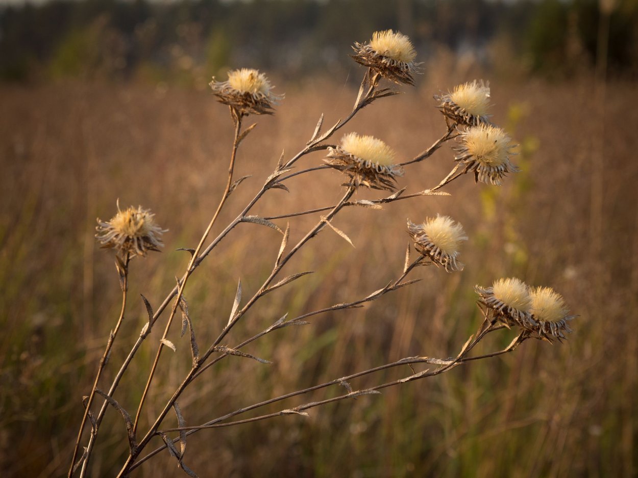 Чертополох репейник лопух