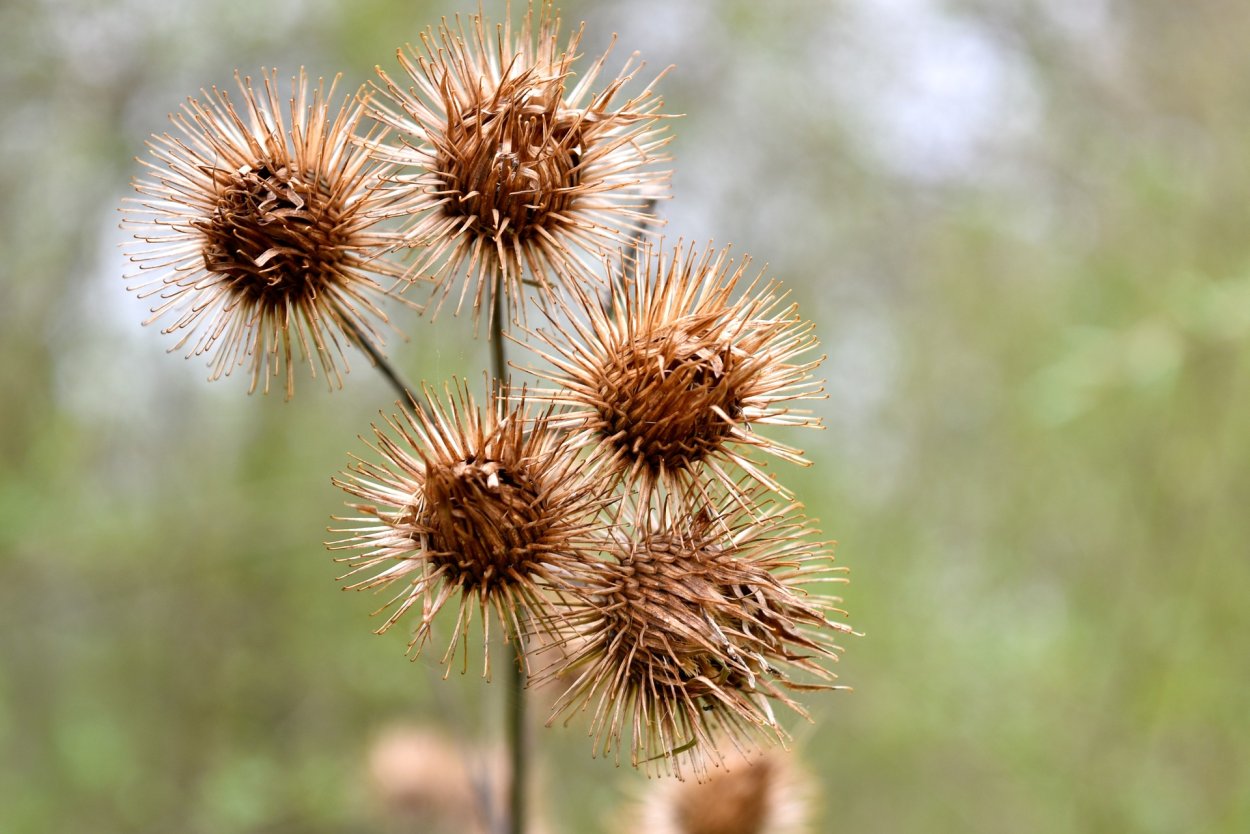 Лопух большой Arctium Lappa