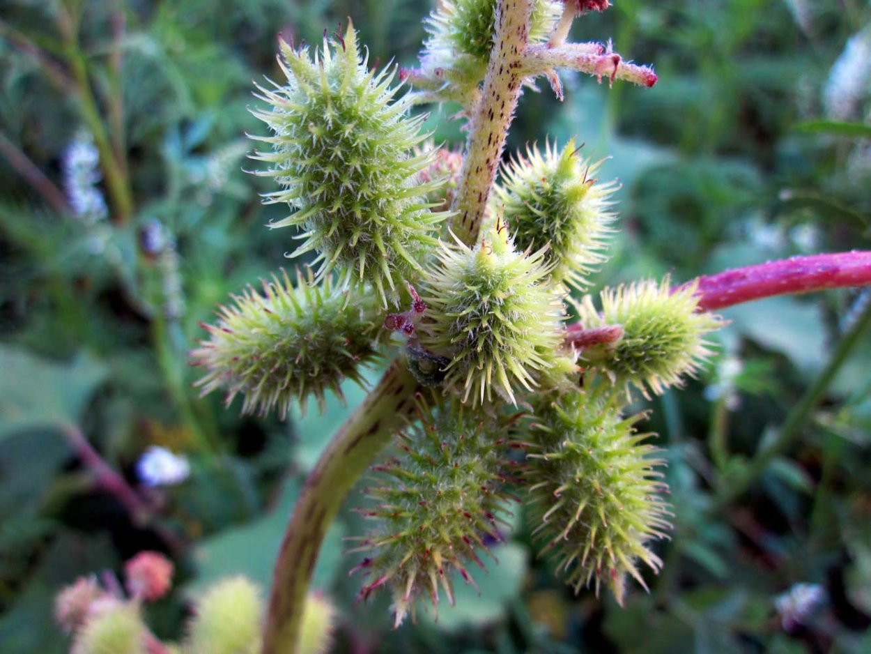 Лопух большой репейник