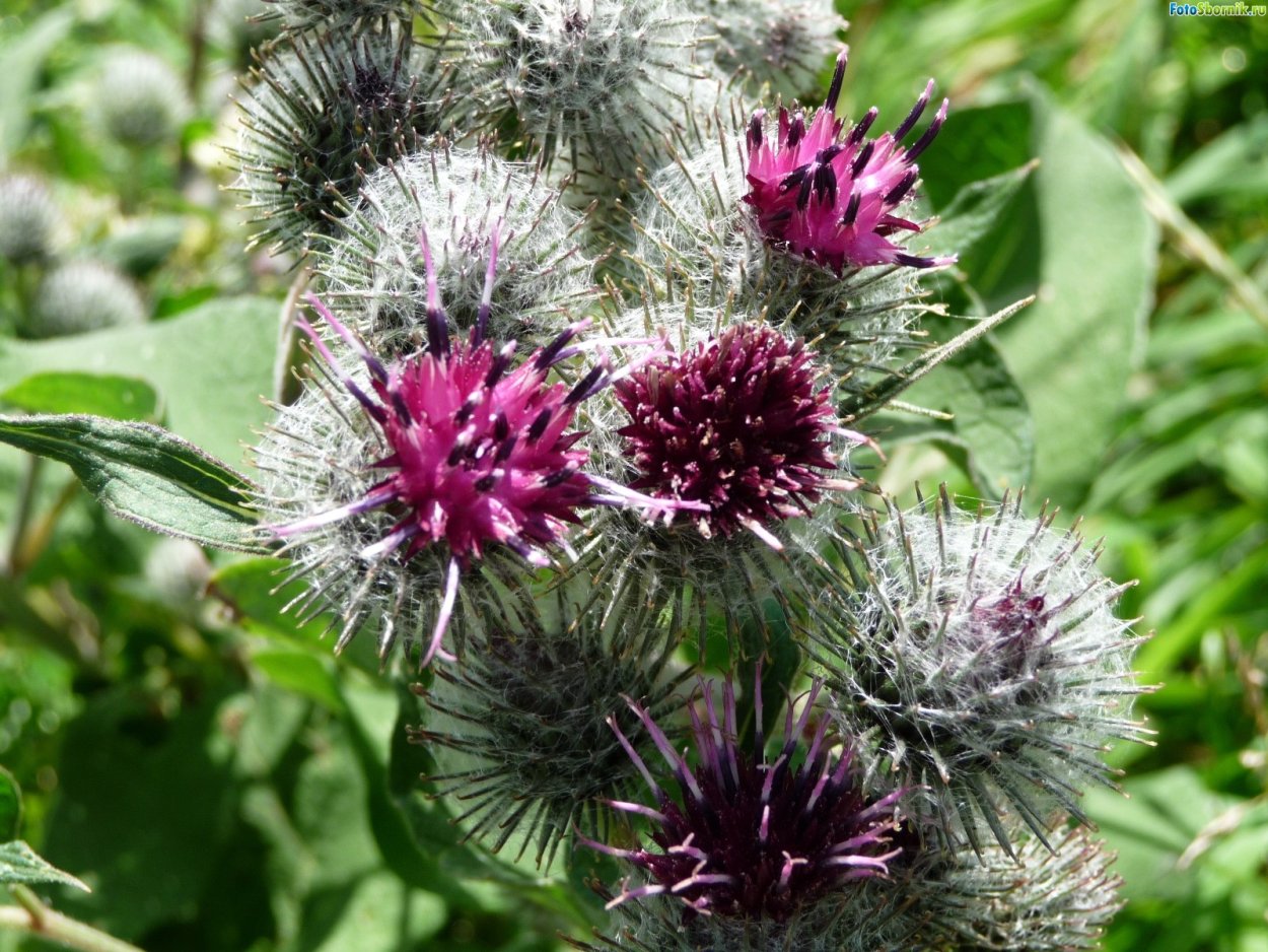 Татарник колючий чертополох