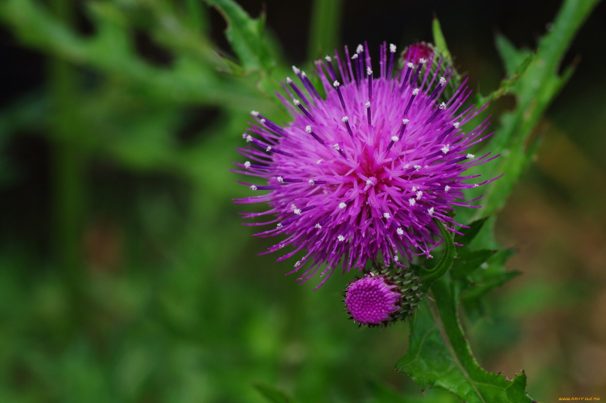 Репейник татарник