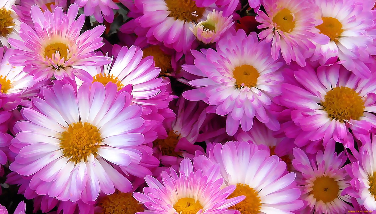 Яркие цветы