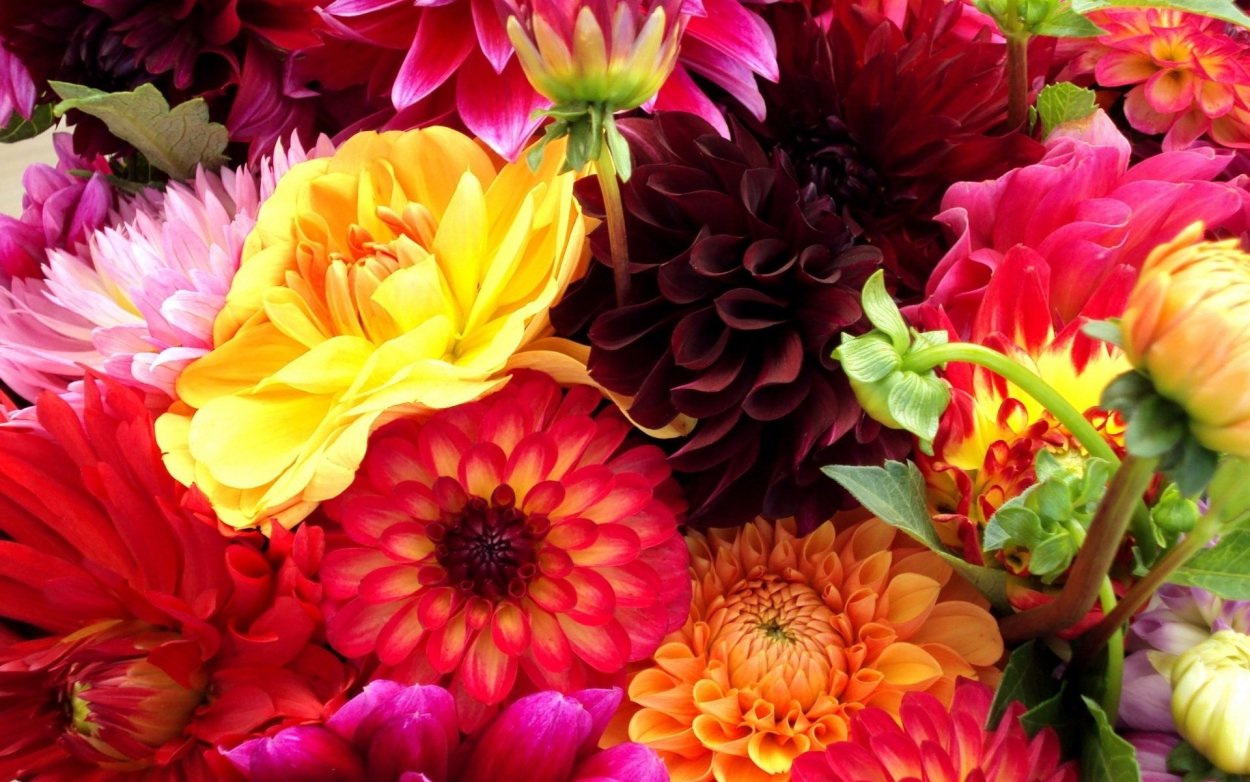 Хризантема Жаклин оранж ред