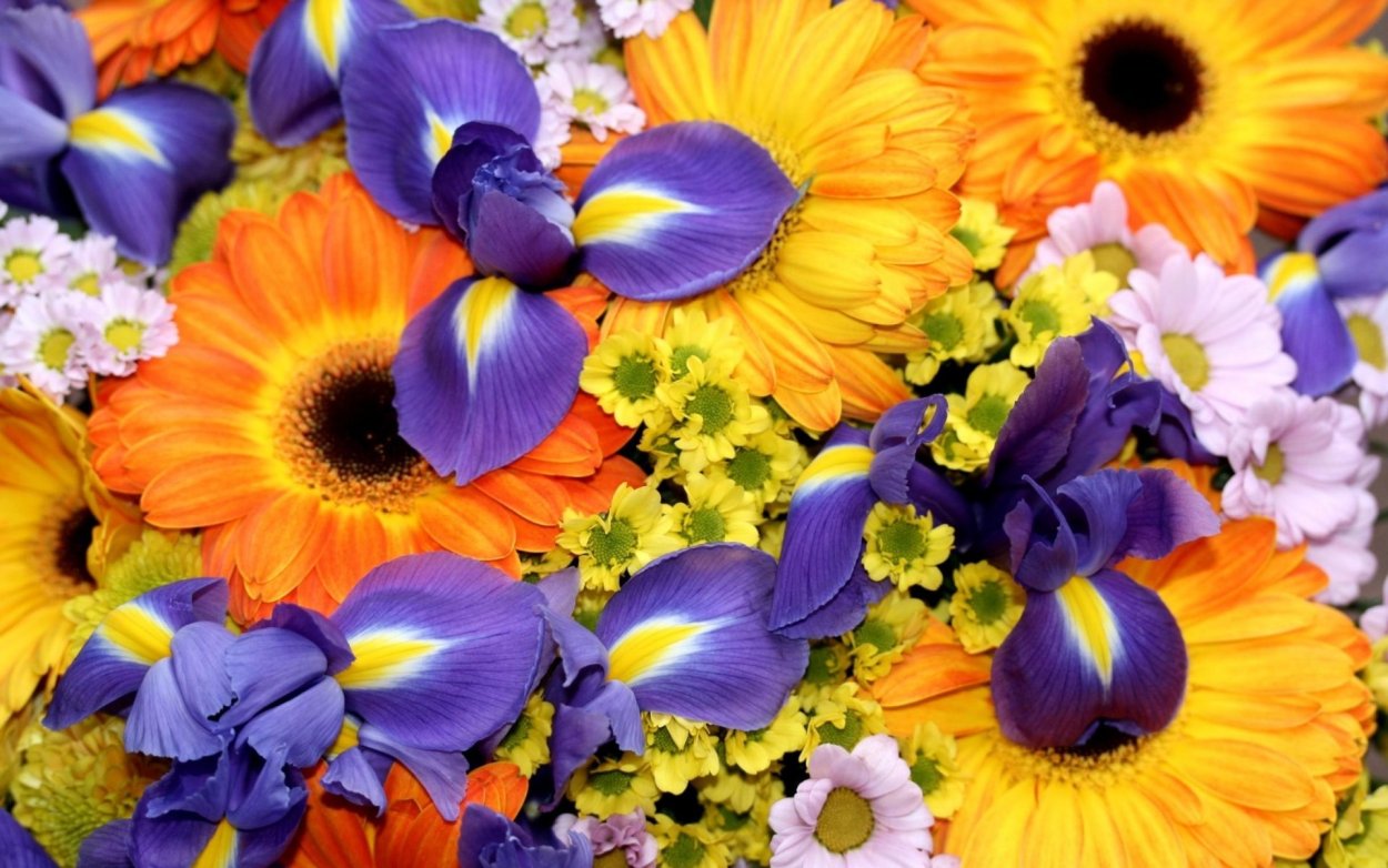 Цветы ирисы и герберы