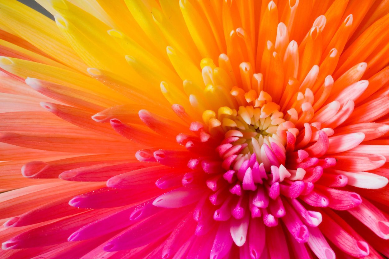 Красивые яркие цветы