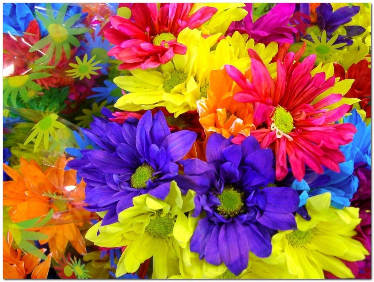 Яркие разноцветные цветы