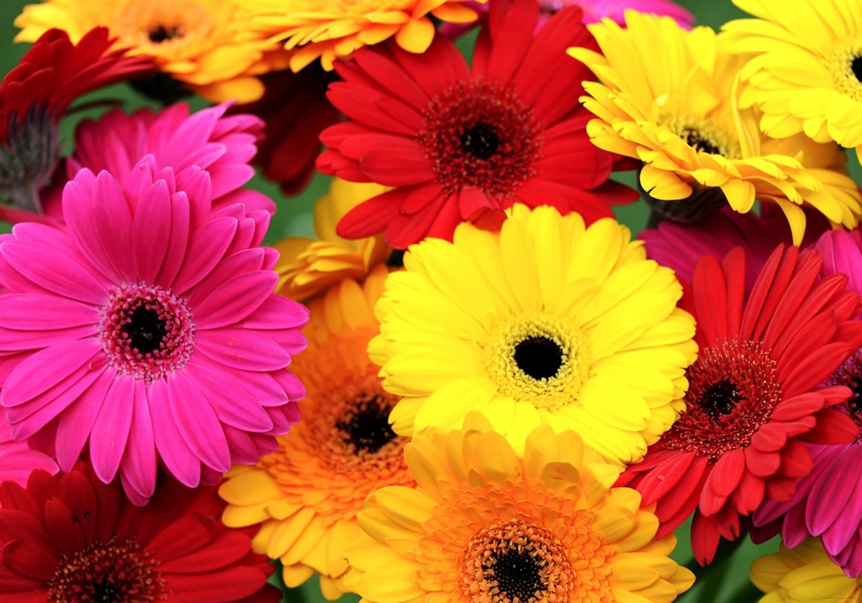 Гербера цветок