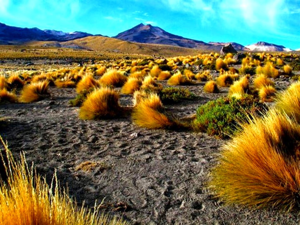 Растительный мир пустыни Атакама