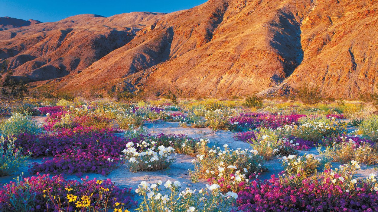 Цветы в пустыне Израиля