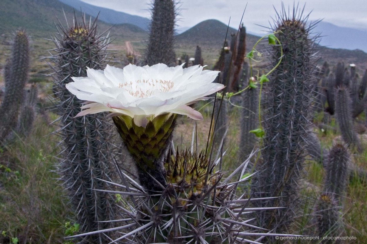 Кактусы пустыни Атакама