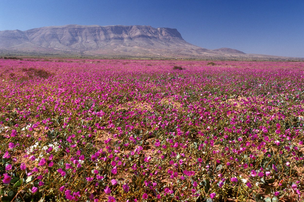 Пустыня Атакама зацвела