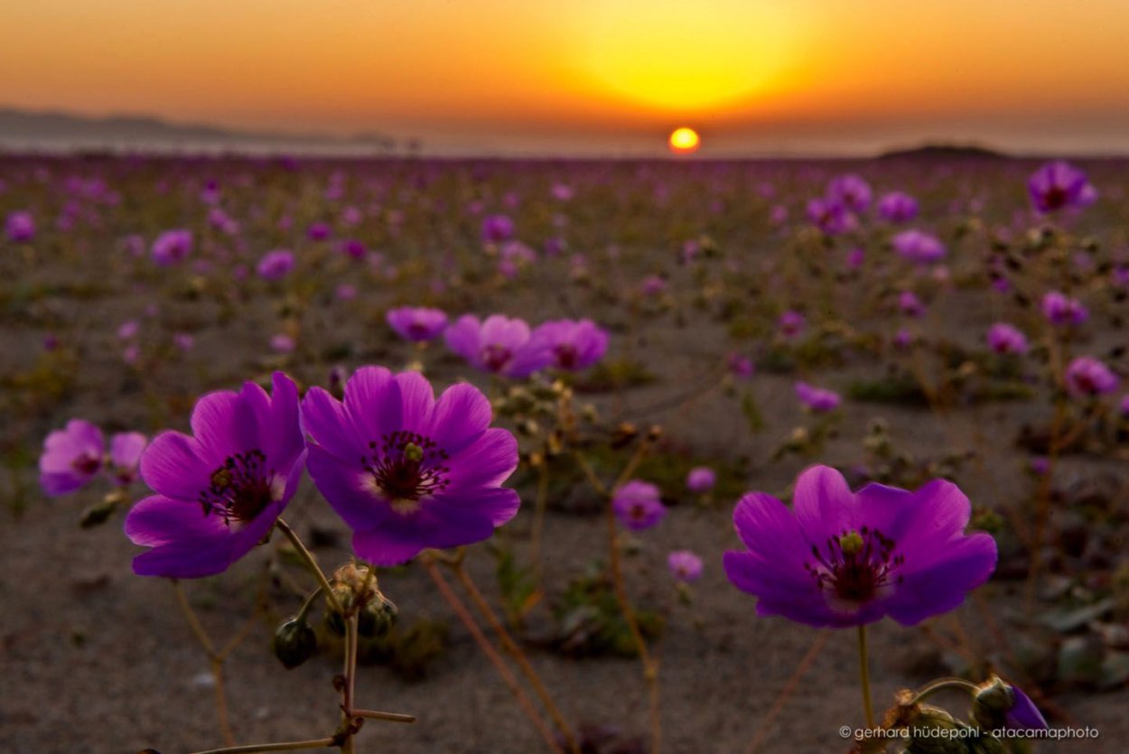 Атакама расцвела 2022