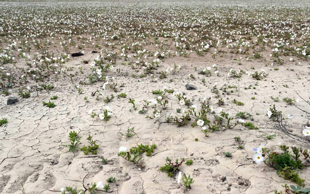 Пустыня Атакама зацвела 2020