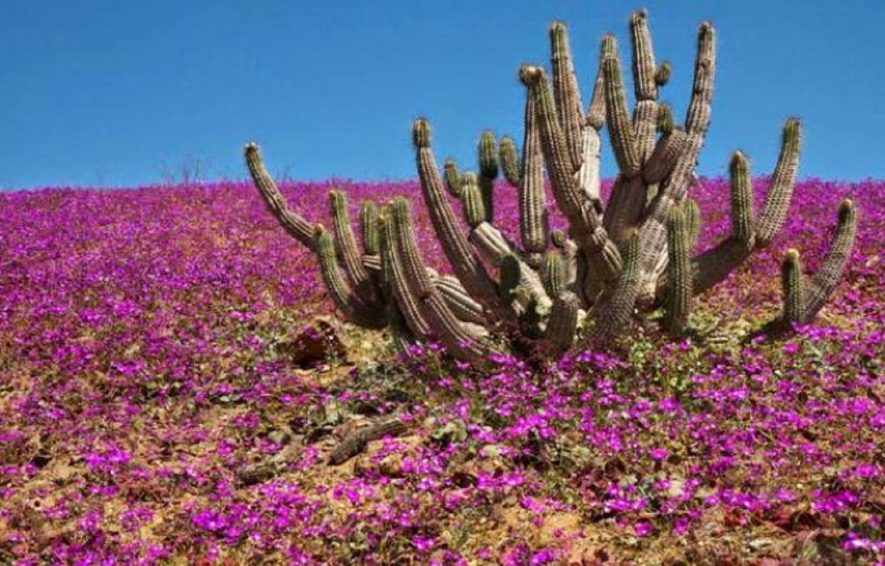 Кактусы пустыни Атакама