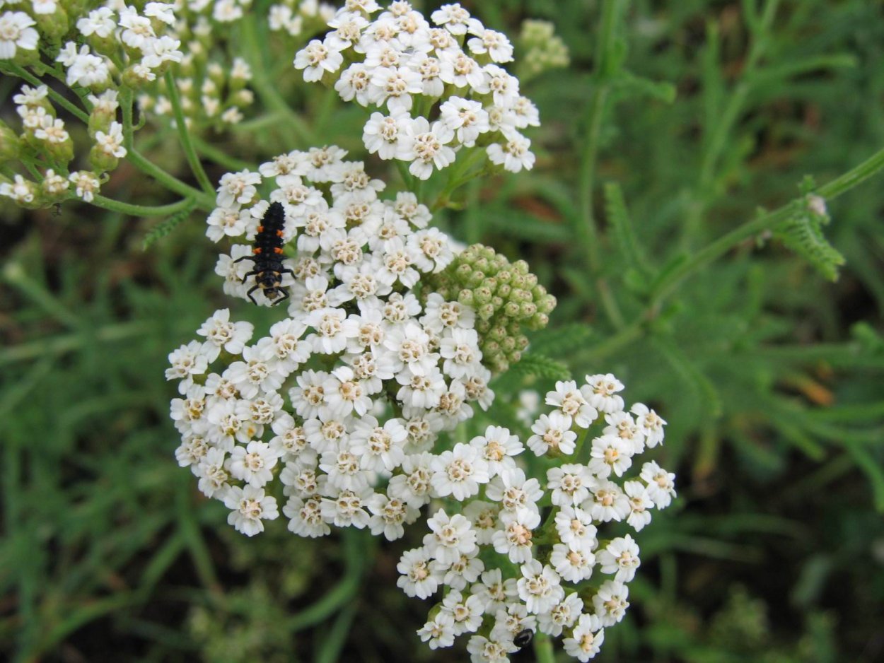 Кашка Луговая