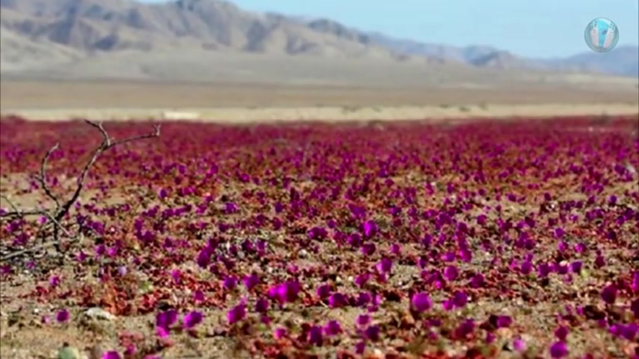 Пустыня Атакама цветет гиф