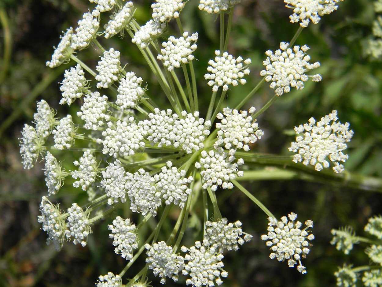 Кашка Луговая