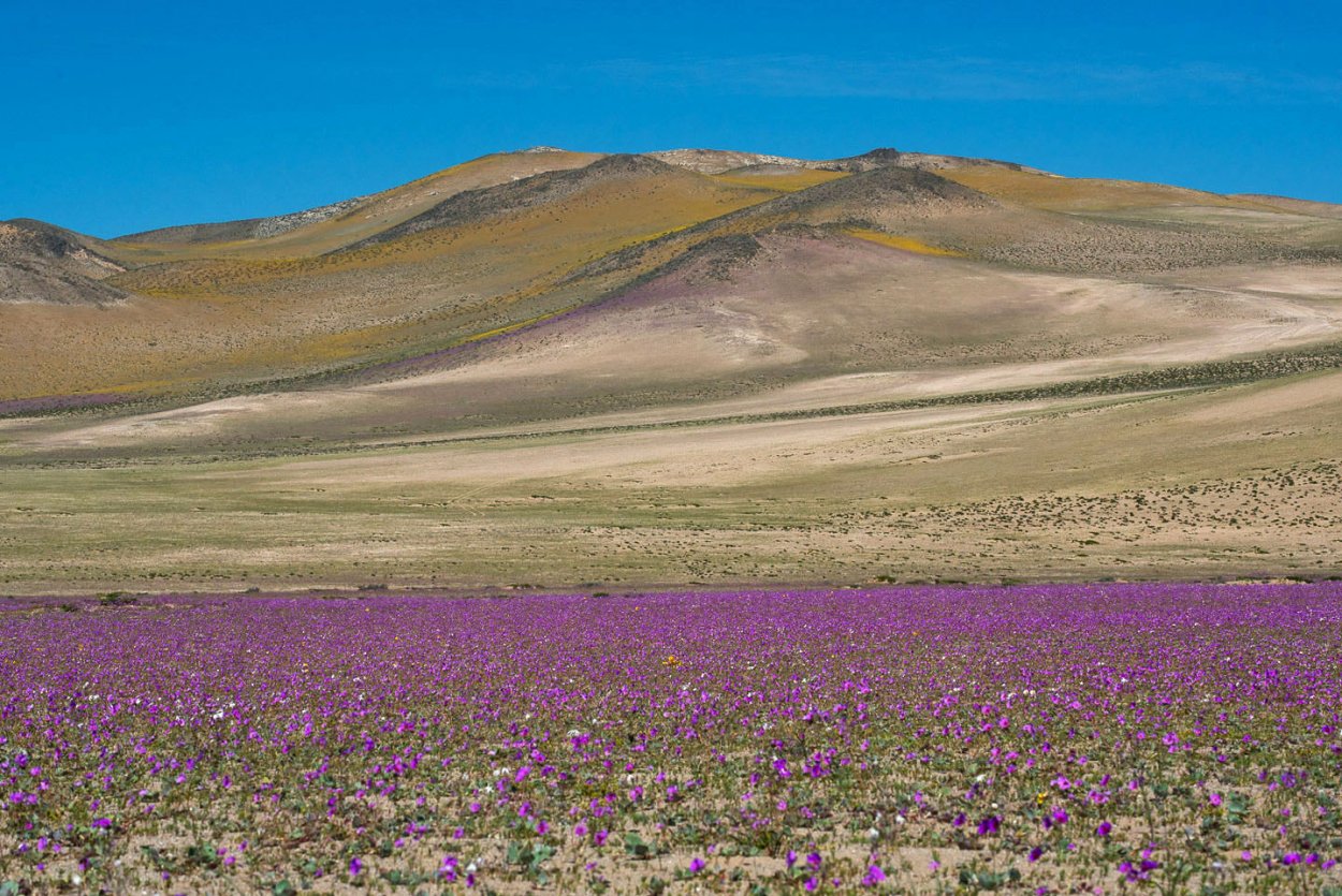 Цветущая пустыня Атакама