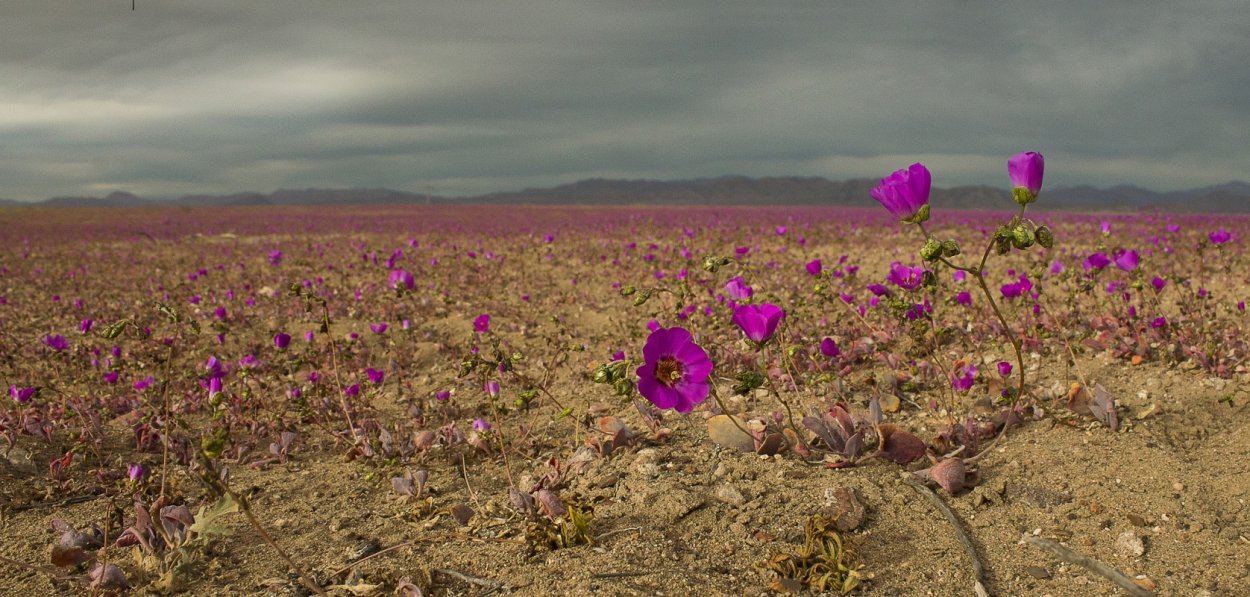 Пустыня Атакама расцвела 2021
