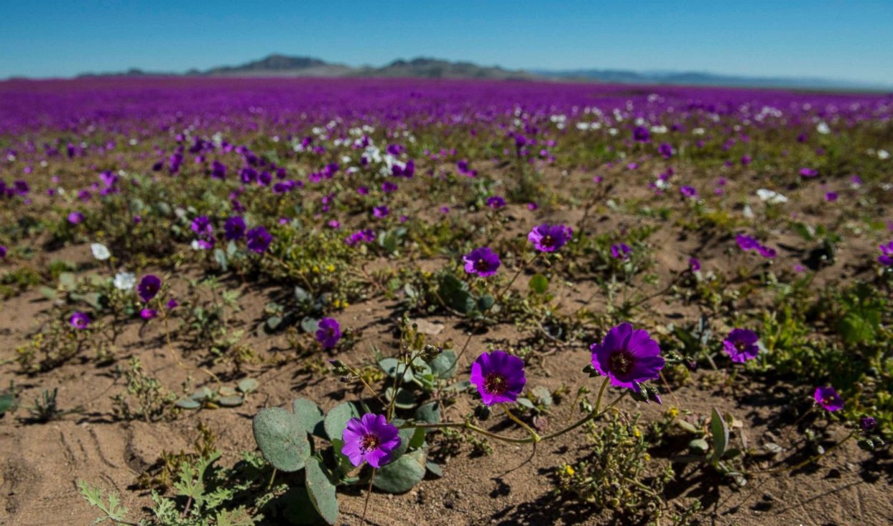 Флора Атакамы