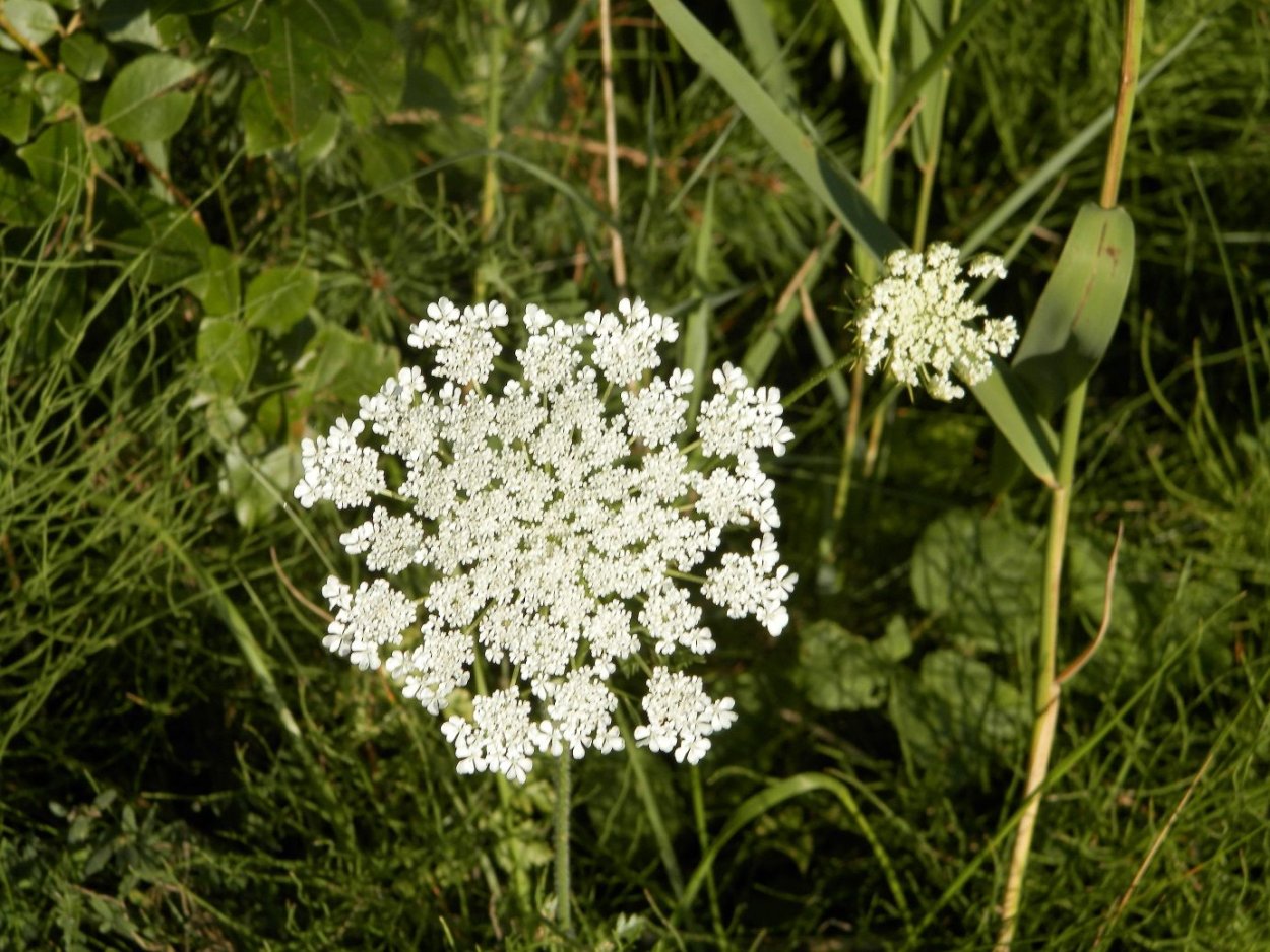 Клевер кашка Поляна