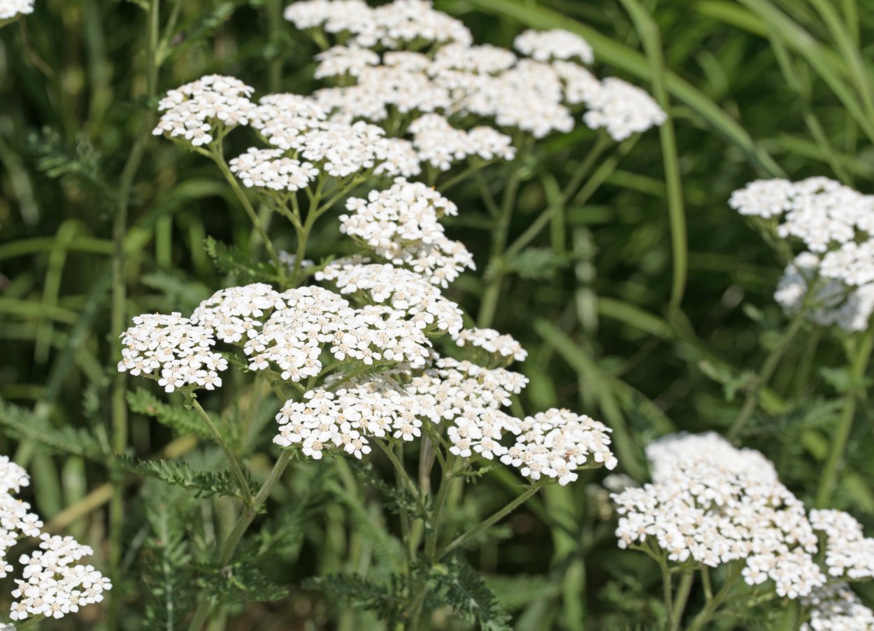 Трава кашка малашка