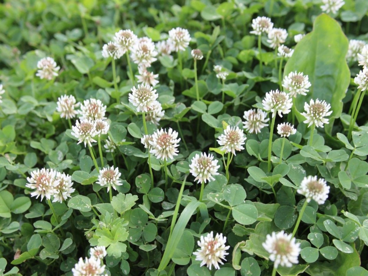 Клевер кашка