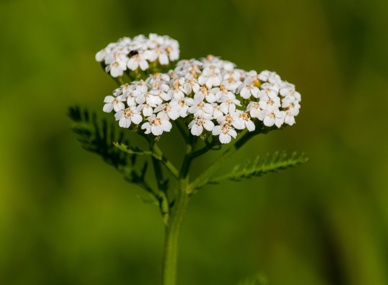 Зонтичные кашка Полевая