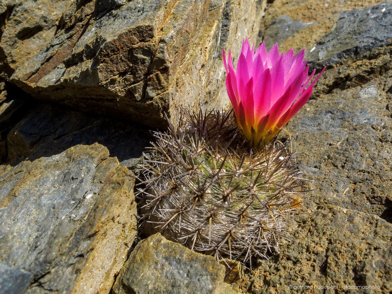 Кактусы пустыни Атакама