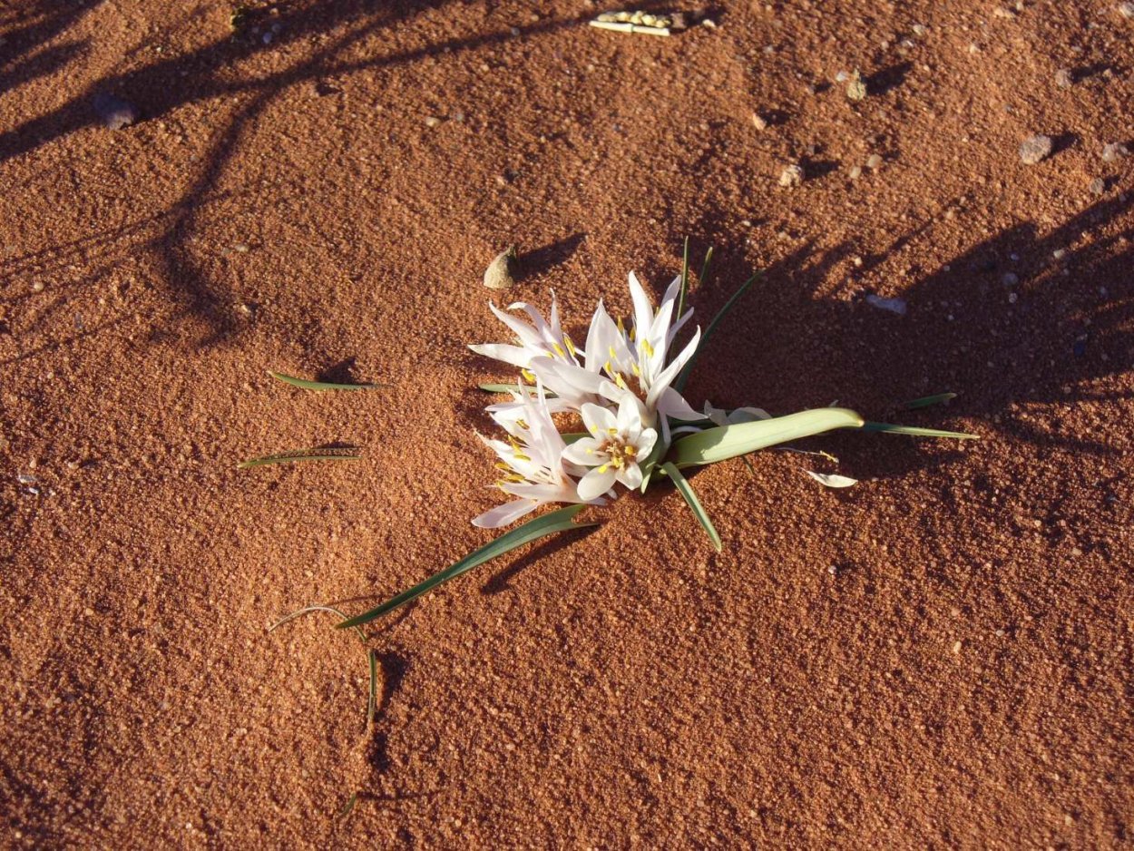 2022 Атакама цветы