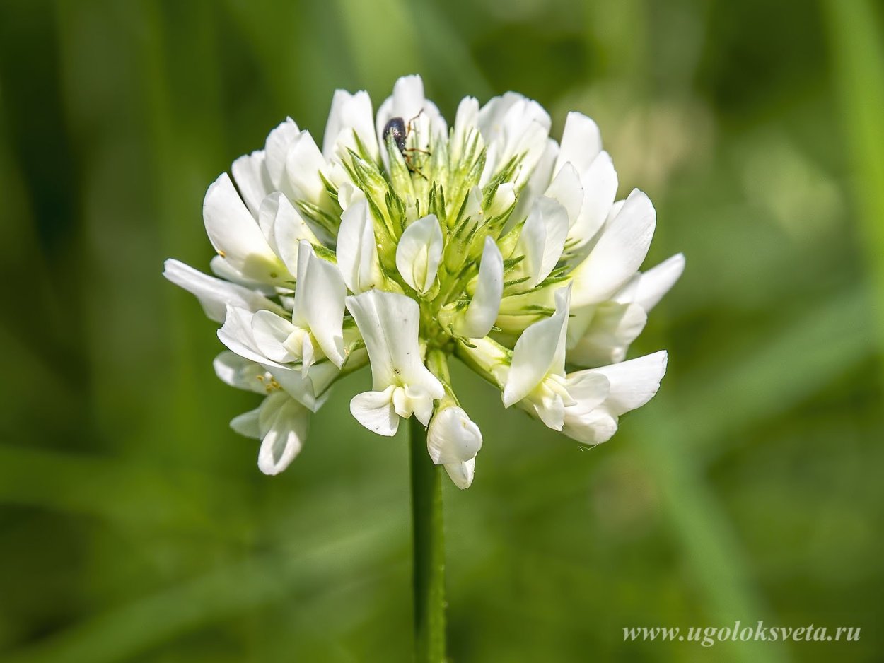 Клевер ползучий Мерлин белый