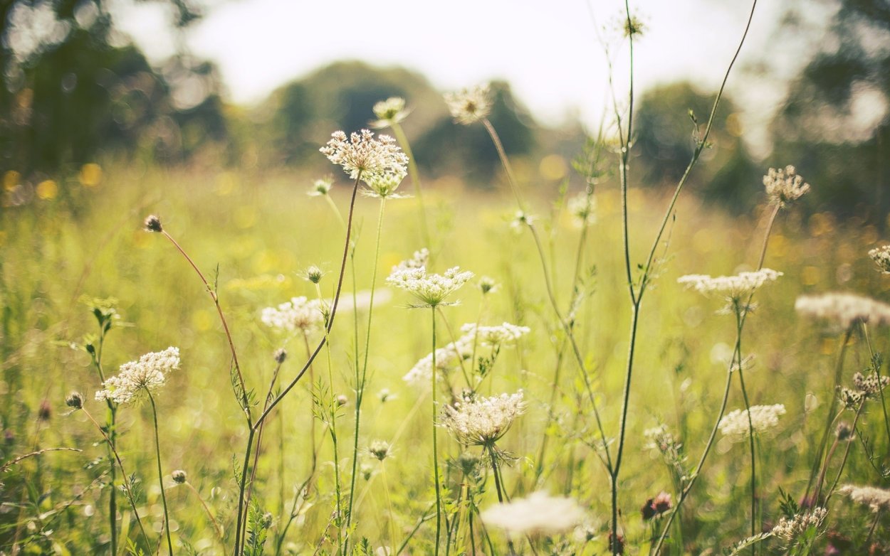 Белые полевые цветы зонтиками