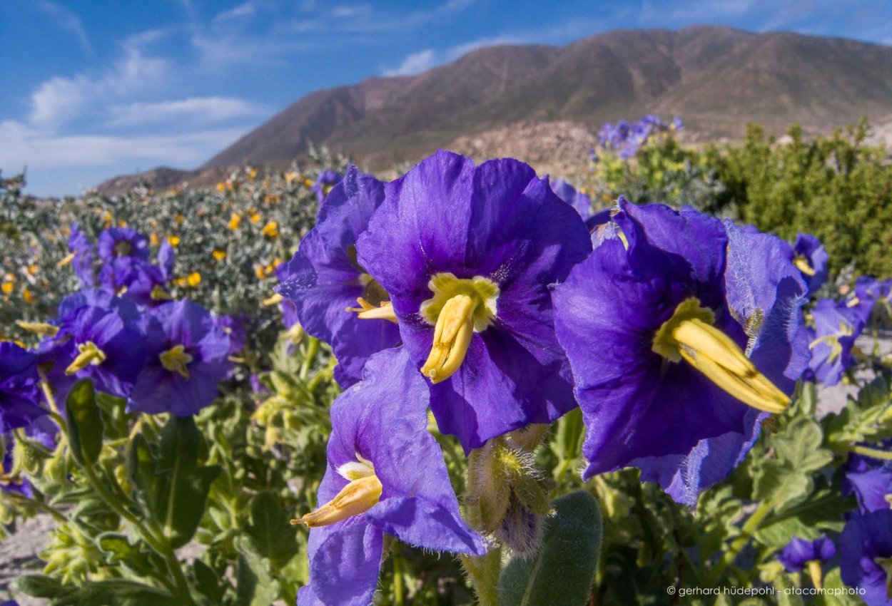 Чили Атакама цветы